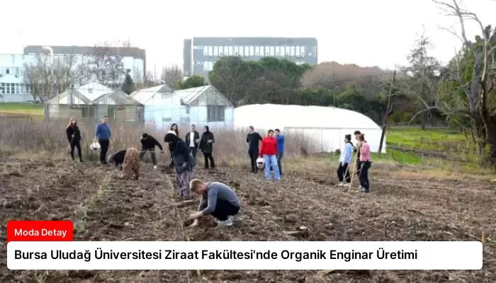 Bursa Uludağ Üniversitesi Ziraat Fakültesi’nde Organik Enginar Üretimi