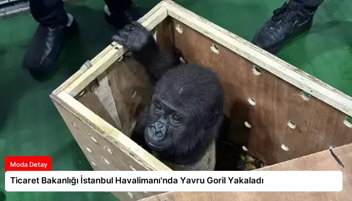 Ticaret Bakanlığı İstanbul Havalimanı’nda Yavru Goril Yakaladı