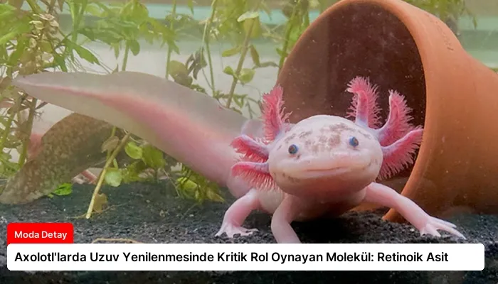 Axolotl’larda Uzuv Yenilenmesinde Kritik Rol Oynayan Molekül: Retinoik Asit