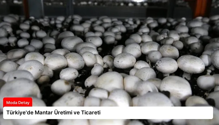 Türkiye’de Mantar Üretimi ve Ticareti