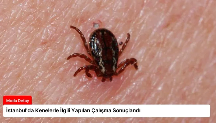 İstanbul’da Kenelerle İlgili Yapılan Çalışma Sonuçlandı