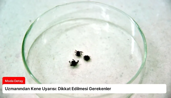 Uzmanından Kene Uyarısı: Dikkat Edilmesi Gerekenler