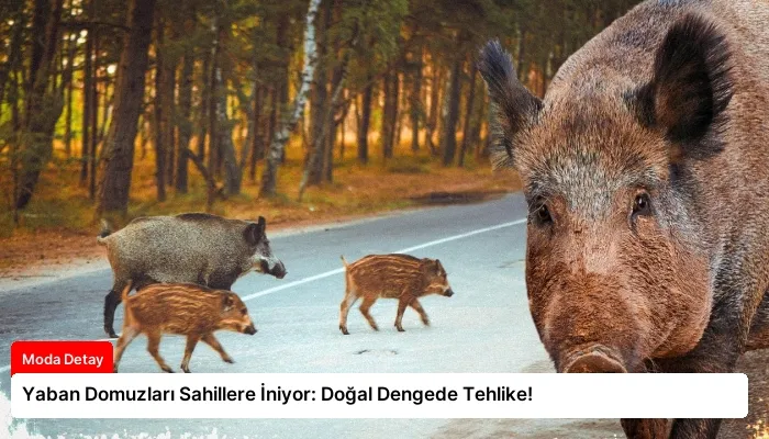 Yaban Domuzları Sahillere İniyor: Doğal Dengede Tehlike!