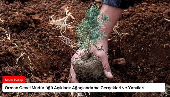 Orman Genel Müdürlüğü Açıkladı: Ağaçlandırma Gerçekleri ve Yanıtları