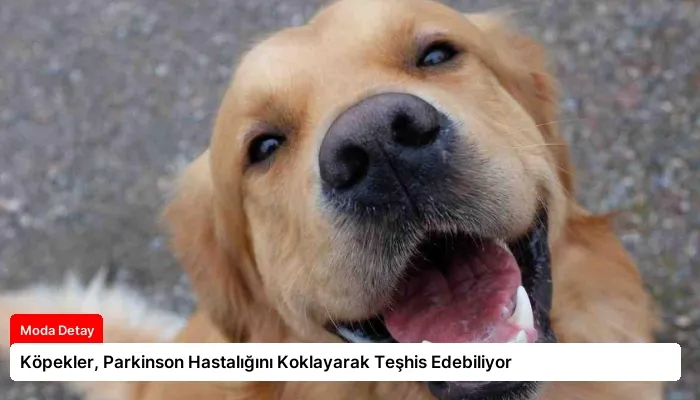 Köpekler, Parkinson Hastalığını Koklayarak Teşhis Edebiliyor