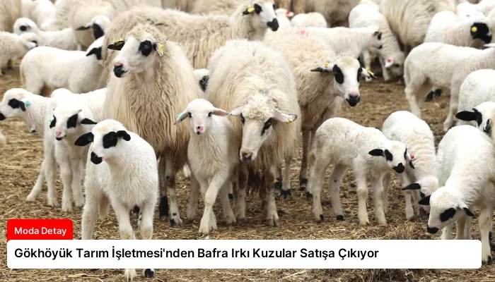Gökhöyük Tarım İşletmesi’nden Bafra Irkı Kuzular Satışa Çıkıyor