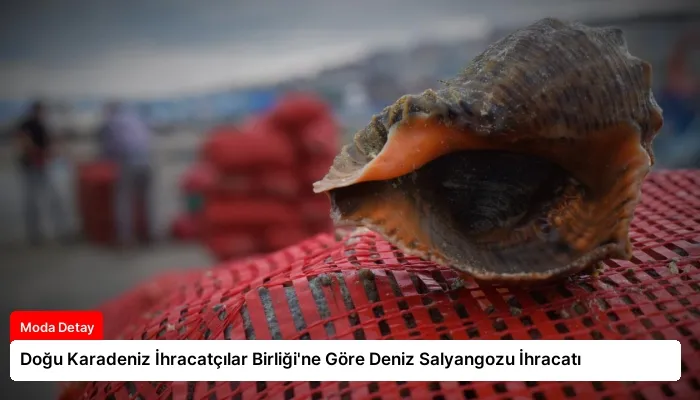 Doğu Karadeniz İhracatçılar Birliği’ne Göre Deniz Salyangozu İhracatı