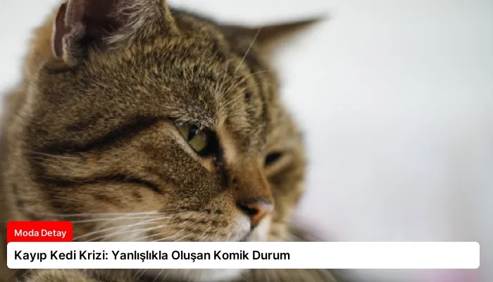 Kayıp Kedi Krizi: Yanlışlıkla Oluşan Komik Durum