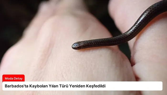 Barbados’ta Kaybolan Yılan Türü Yeniden Keşfedildi