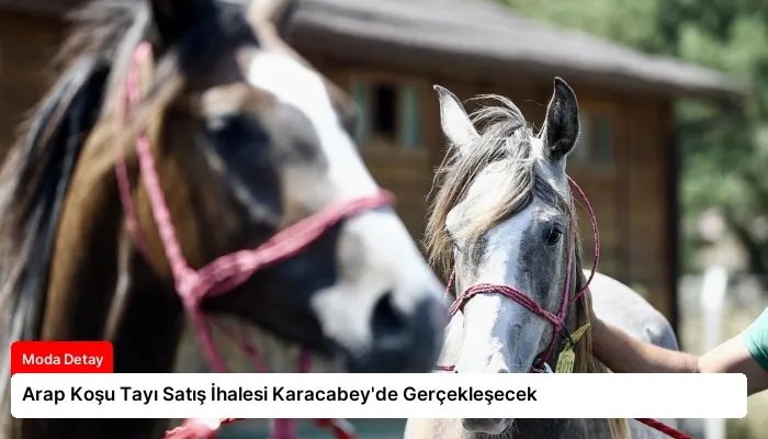 Arap Koşu Tayı Satış İhalesi Karacabey’de Gerçekleşecek