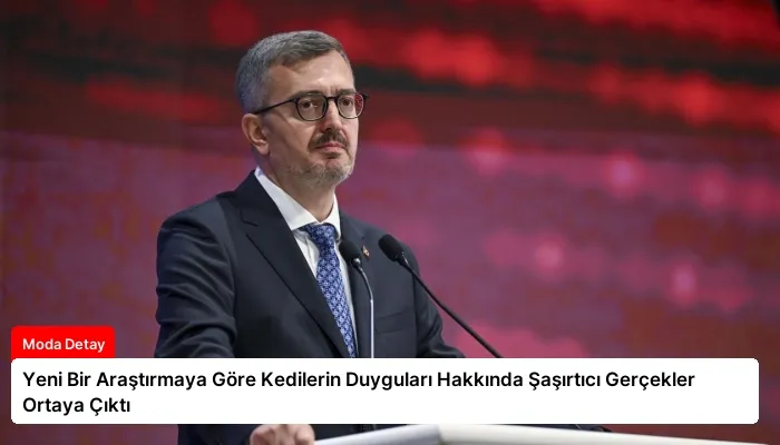 Yeni Bir Araştırmaya Göre Kedilerin Duyguları Hakkında Şaşırtıcı Gerçekler Ortaya Çıktı