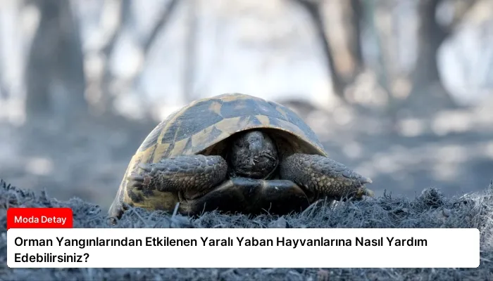 Orman Yangınlarından Etkilenen Yaralı Yaban Hayvanlarına Nasıl Yardım Edebilirsiniz?