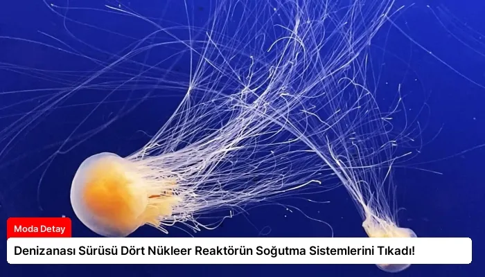 Denizanası Sürüsü Dört Nükleer Reaktörün Soğutma Sistemlerini Tıkadı!