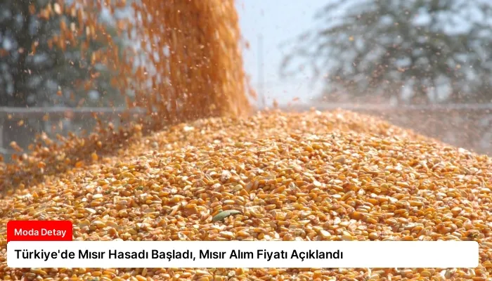 Türkiye’de Mısır Hasadı Başladı, Mısır Alım Fiyatı Açıklandı