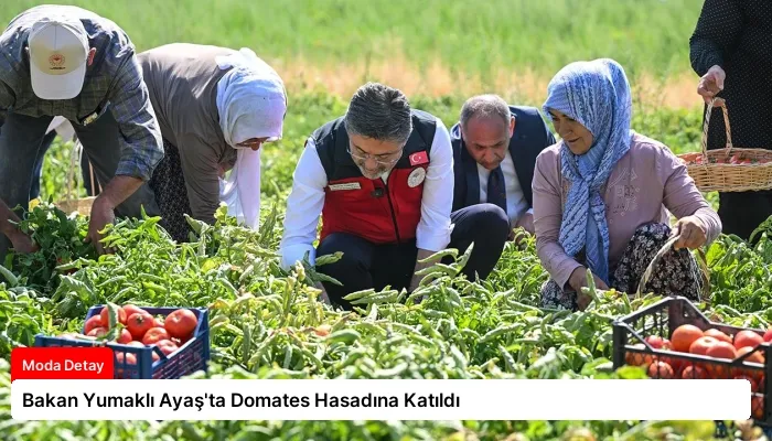 Bakan Yumaklı Ayaş’ta Domates Hasadına Katıldı