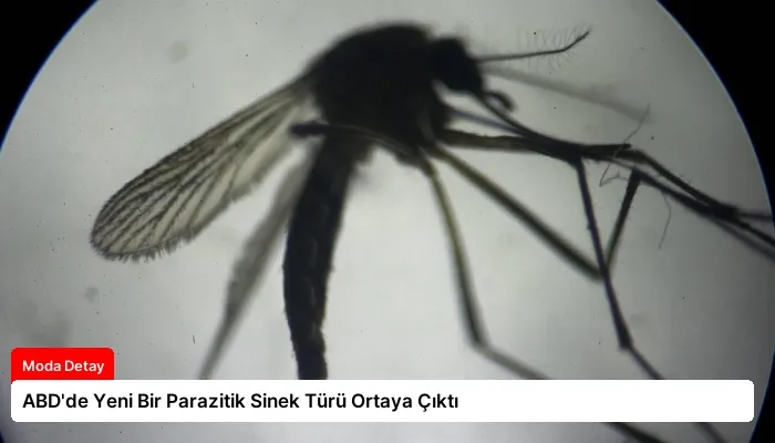 ABD’de Yeni Bir Parazitik Sinek Türü Ortaya Çıktı