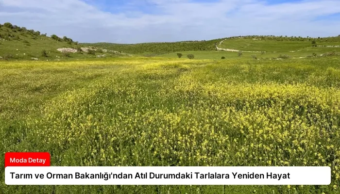 Tarım ve Orman Bakanlığı’ndan Atıl Durumdaki Tarlalara Yeniden Hayat