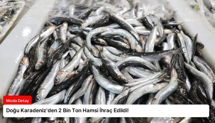 Doğu Karadeniz’den 2 Bin Ton Hamsi İhraç Edildi!