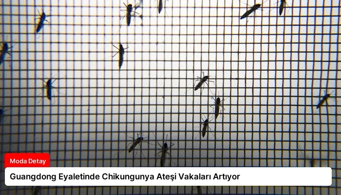 Guangdong Eyaletinde Chikungunya Ateşi Vakaları Artıyor