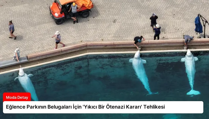 Eğlence Parkının Belugaları İçin ‘Yıkıcı Bir Ötenazi Kararı’ Tehlikesi