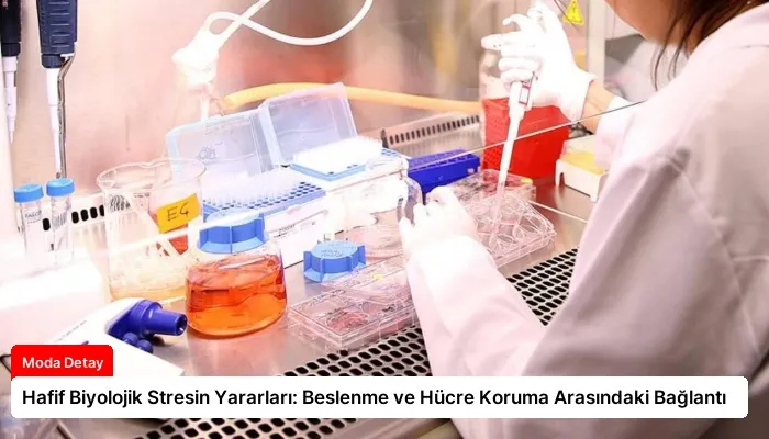 Hafif Biyolojik Stresin Yararları: Beslenme ve Hücre Koruma Arasındaki Bağlantı