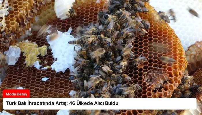 Türk Balı İhracatında Artış: 46 Ülkede Alıcı Buldu