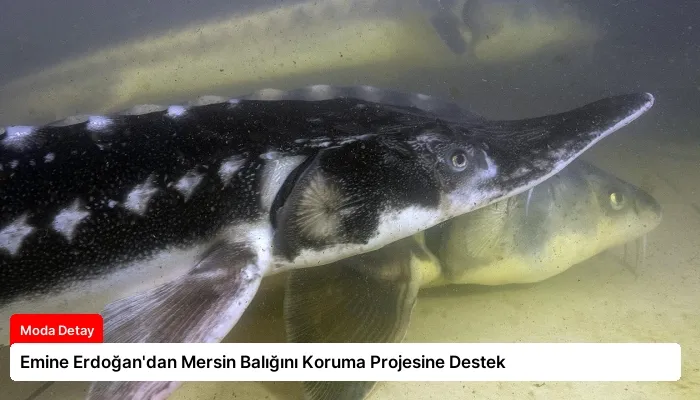 Emine Erdoğan’dan Mersin Balığını Koruma Projesine Destek
