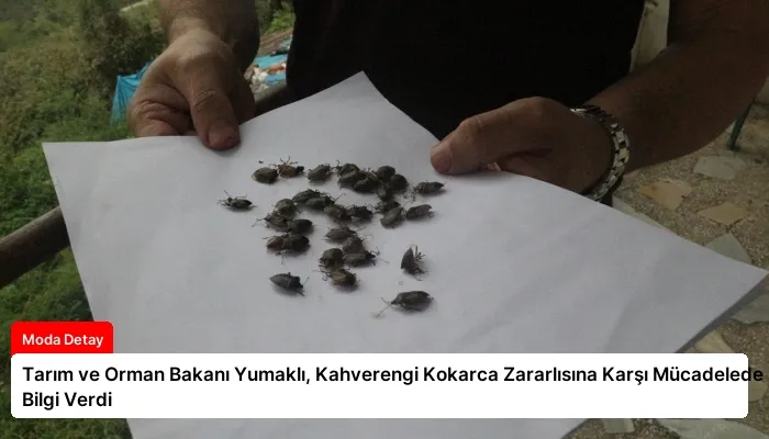 Tarım ve Orman Bakanı Yumaklı, Kahverengi Kokarca Zararlısına Karşı Mücadelede Bilgi Verdi