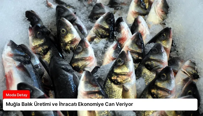 Muğla Balık Üretimi ve İhracatı Ekonomiye Can Veriyor