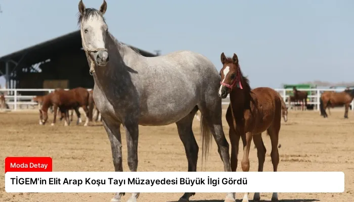 TİGEM’in Elit Arap Koşu Tayı Müzayedesi Büyük İlgi Gördü