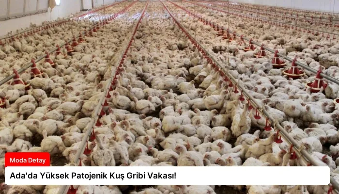 Ada’da Yüksek Patojenik Kuş Gribi Vakası!