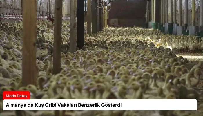 Almanya’da Kuş Gribi Vakaları Benzerlik Gösterdi