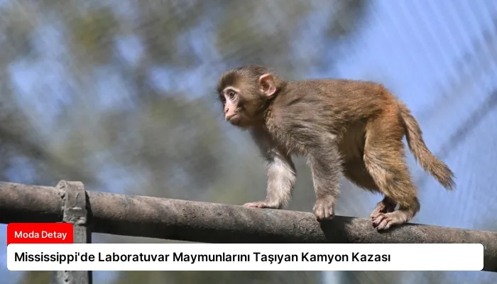 Mississippi’de Laboratuvar Maymunlarını Taşıyan Kamyon Kazası