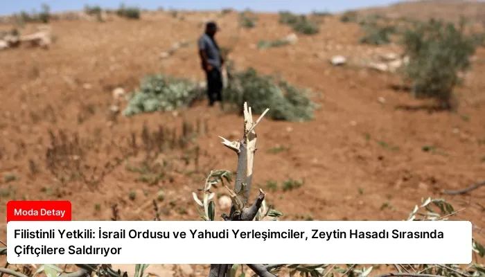 Filistinli Yetkili: İsrail Ordusu ve Yahudi Yerleşimciler, Zeytin Hasadı Sırasında Çiftçilere Saldırıyor
