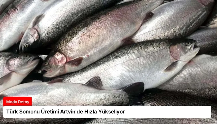 Türk Somonu Üretimi Artvin’de Hızla Yükseliyor