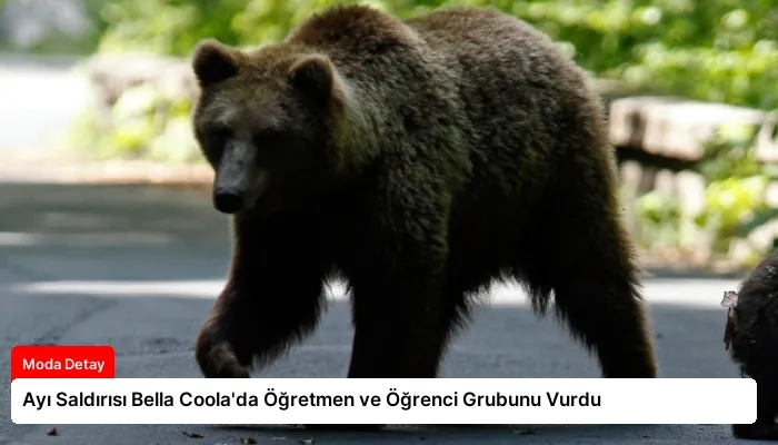Ayı Saldırısı Bella Coola’da Öğretmen ve Öğrenci Grubunu Vurdu
