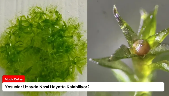 Yosunlar Uzayda Nasıl Hayatta Kalabiliyor?
