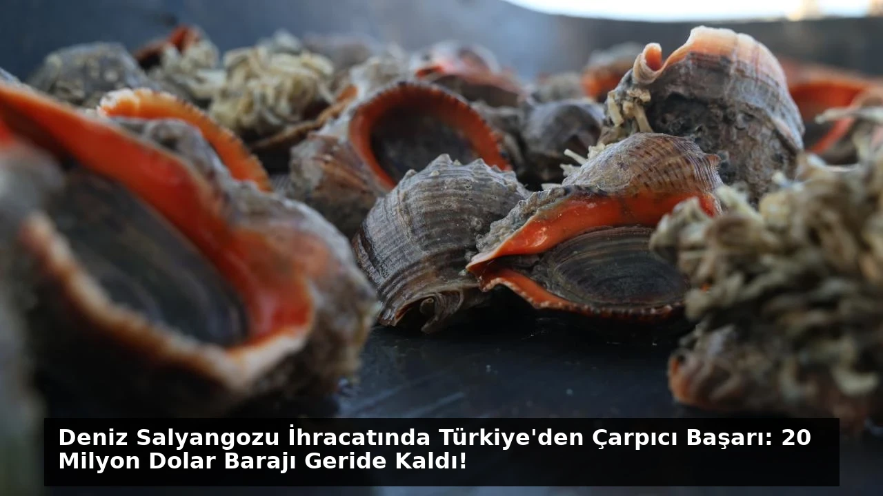 Deniz Salyangozu İhracatında Türkiye’den Çarpıcı Başarı: 20 Milyon Dolar Barajı Geride Kaldı!