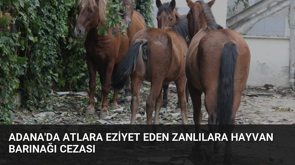 Adana’da Atlara Eziyet Eden Zanlılara Hayvan Barınağı Cezası