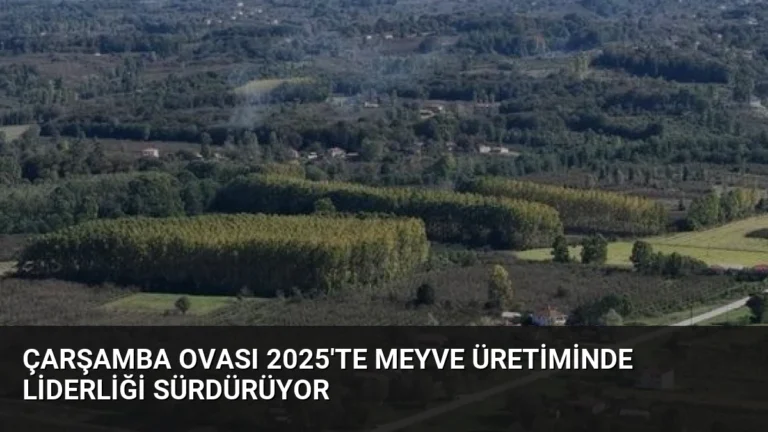 Çarşamba Ovası 2025’te Meyve Üretiminde Liderliği Sürdürüyor