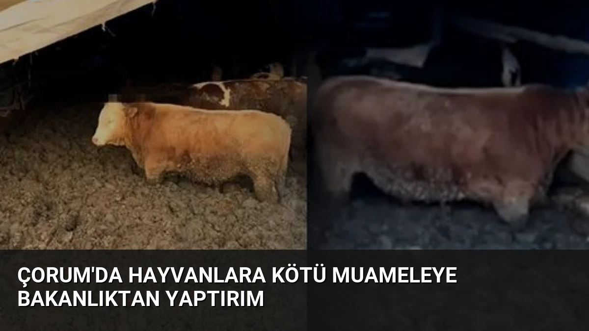 Çorum’da Hayvanlara Kötü Muameleye Bakanlıktan Yaptırım