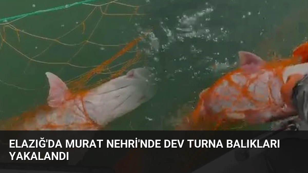 Elazığ’da Murat Nehri’nde Dev Turna Balıkları Yakalandı