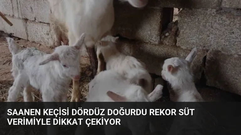 Saanen Keçisi Dördüz Doğurdu Rekor Süt Verimiyle Dikkat Çekiyor
