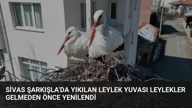 Sivas Şarkışla’da Yıkılan Leylek Yuvası Leylekler Gelmeden Önce Yenilendi
