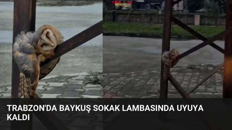 Trabzon’da Baykuş Sokak Lambasında Uyuya Kaldı