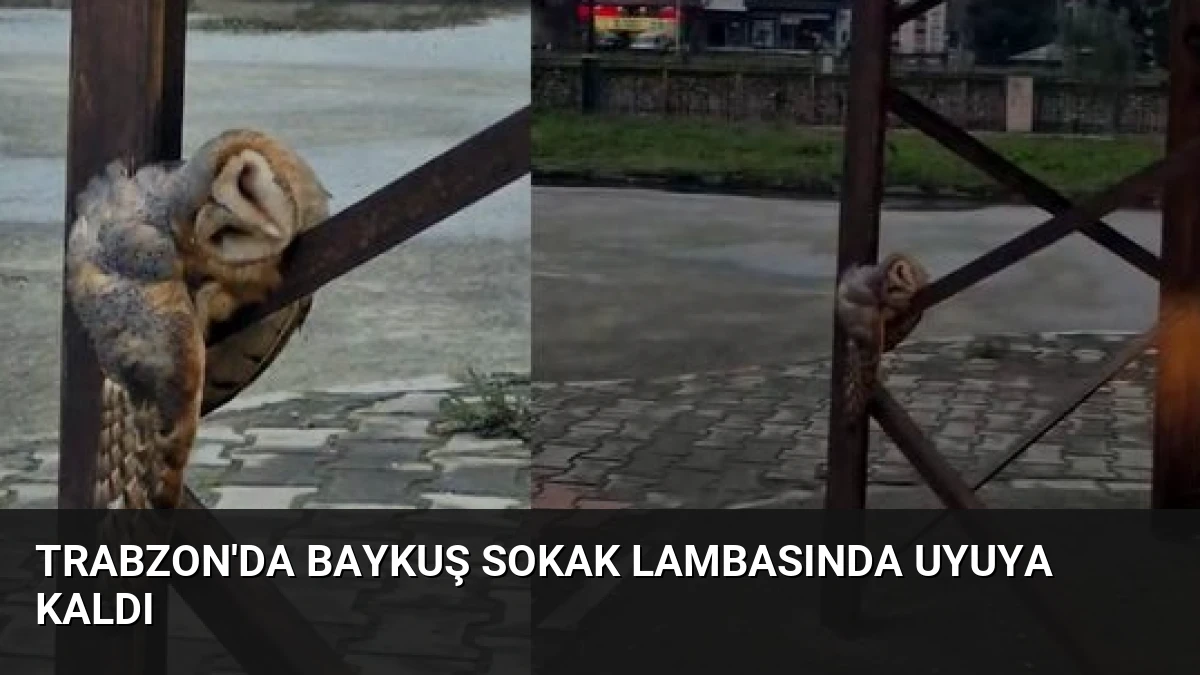 Trabzon’da Baykuş Sokak Lambasında Uyuya Kaldı