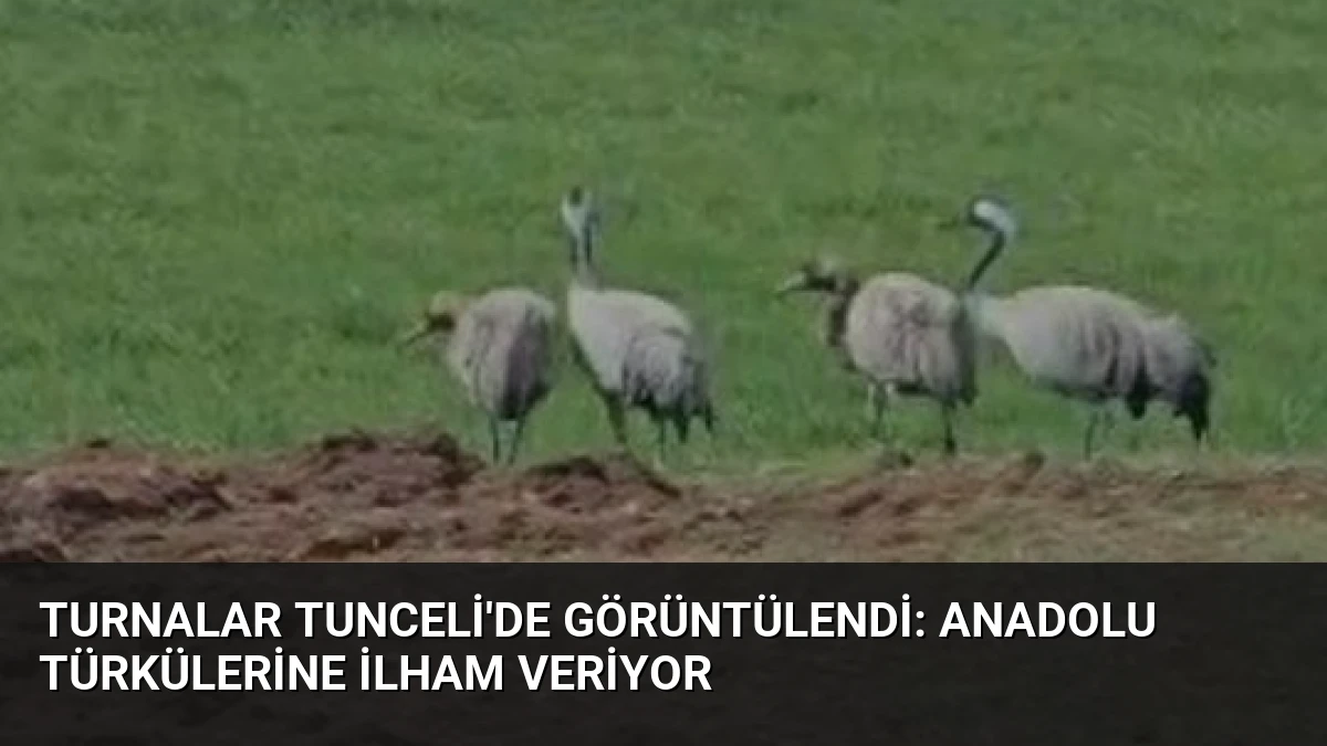 Turnalar Tunceli’de Görüntülendi: Anadolu Türkülerine İlham Veriyor
