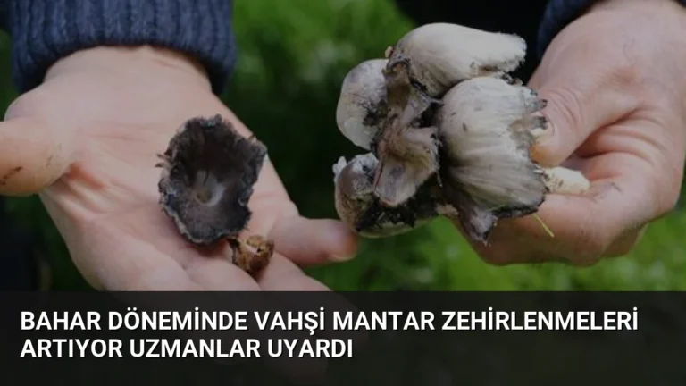 Bahar Döneminde Vahşi Mantar Zehirlenmeleri Artıyor Uzmanlar Uyardı