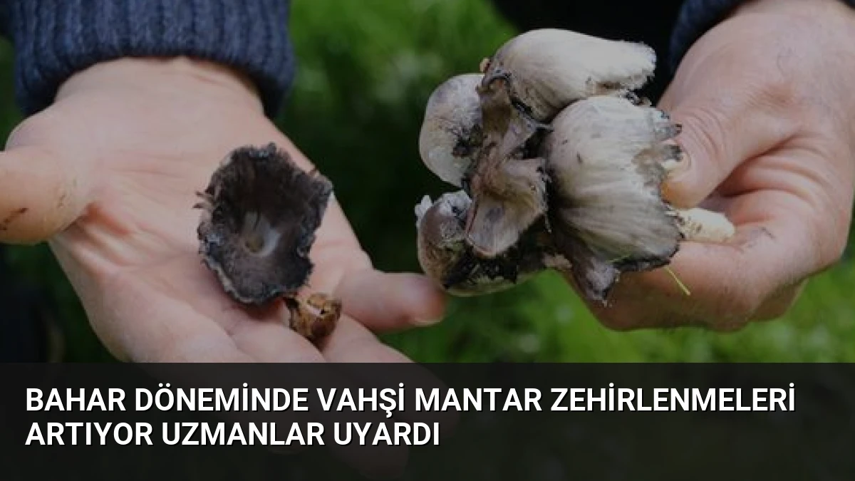 Bahar Döneminde Vahşi Mantar Zehirlenmeleri Artıyor Uzmanlar Uyardı