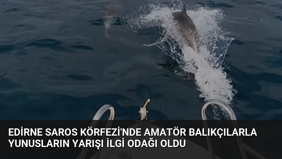 Edirne Saros Körfezi’nde Amatör Balıkçılarla Yunusların Yarışı İlgi Odağı Oldu